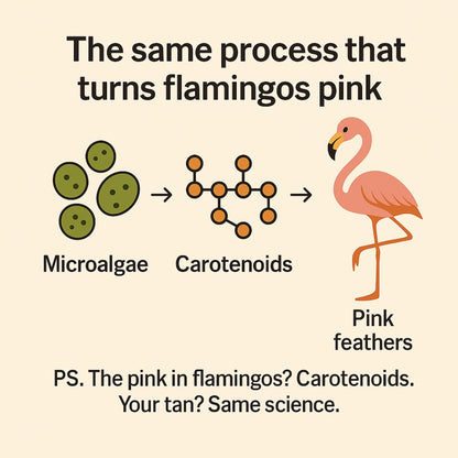 Tanning Capsules for Men and Women